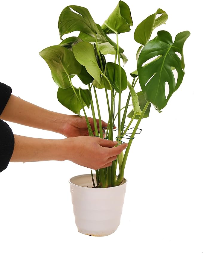 Spiritlele 5 Pcs Green Plant Stem Support Holder Set Monstera Plant Support Clamp Growth Accessories for Indoor Plants Big