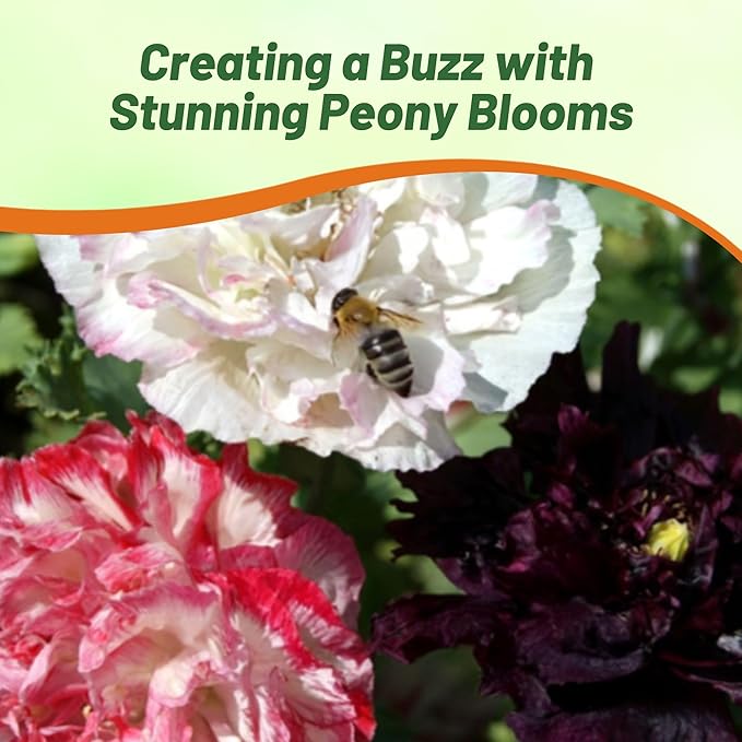 Outsidepride Peony Antique Poppy Seeds for Planting - 10,000 Pcs Annual, Drought-Tolerant & Easy to Grow Wildflower Seeds with Vibrant Mix Blooms for Landscaping, & Pollinator Garden