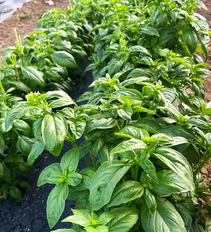 500+ Pcs Large Basil Seed Collection for Planting -Sweet, Opal, Thai, and Giant Leaf Basil - Non-GMO Heirloom Grow Indoors or Outdoor (Genovese Basil)