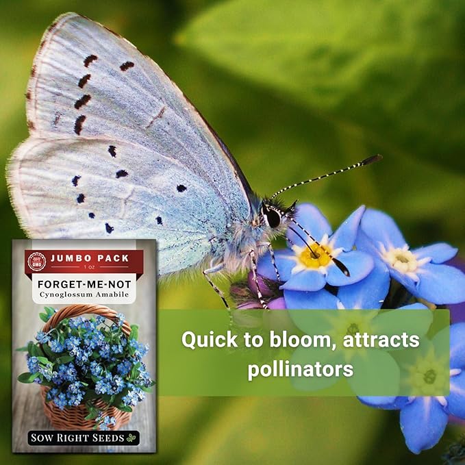Sow Right Seeds - Bulk Forget-Me-Not Flower Seeds for Planting - 1 Ounce, 5300 Seeds - Non-GMO Heirloom Jumbo Pack with Instructions - Attract Butterflies - Grow Loads of Flowers for Pollinators…