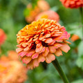 Eden Brothers Zinnia Seeds - Oklahoma Salmon, Non-GMO Seeds for Planting, Packet | Low-Maintenance Flower Seeds, Plant During Spring, Zones 2, 3, 4, 5, 6, 7, 8, 9, 10