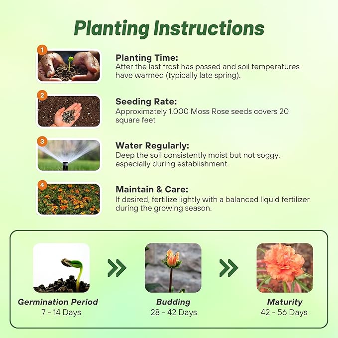 Outsidepride Tangerine Moss Rose Seeds - 500 Pcs Annual, Drought & Heat Tolerant, Pollinator Friendly Ground Cover Seeds for Planting w/Vibrant Blooms & Succulent Foliage, Ideal for Xeriscaping