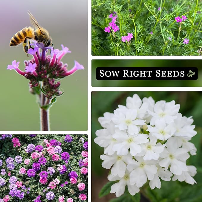 Sow Right Seeds - Mixed Moss Verbena (Verbena tenuisecta) Flower Seeds for Planting - Excellent Ground Cover - Non-GMO Heirloom Seeds - Creeping Perennial - Multicolor Blooms - Attract Pollinators