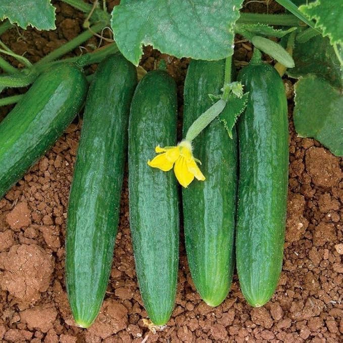 Seeds Cucumber Emelya - Open-Pollinated - Heirloom Vegetable - GMO Free