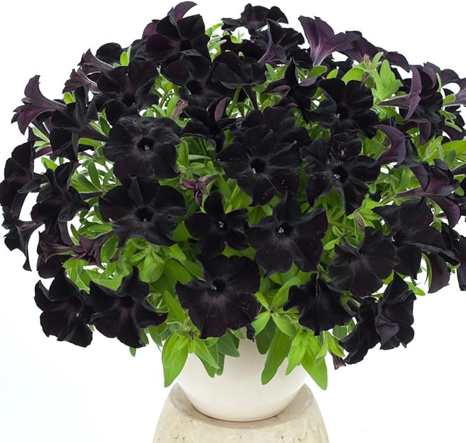 Black Petunia Seeds for Planting - Petunia Flowers Seeds Garden Hanging Baskets Flowers Annual Petunia Plant Seeds - 300 Seeds