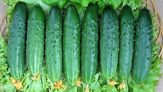 Seeds Indoor Cucumber April F1 - Self-Pollinated - Heirloom Vegetable - GMO Free