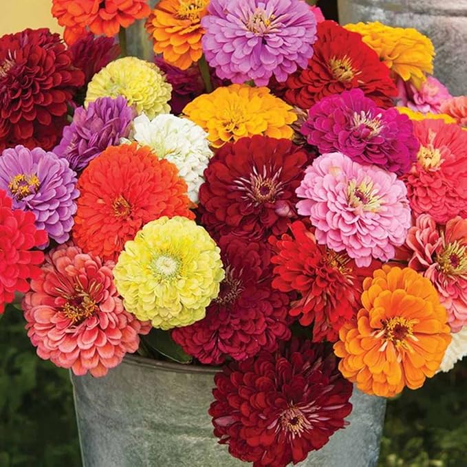 100 Zinnia Seeds for Planting Flowers Garden Seeds Mixed Easy to Grow Colourful Flowers