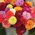 100 Zinnia Seeds for Planting Flowers Garden Seeds Mixed Easy to Grow Colourful Flowers