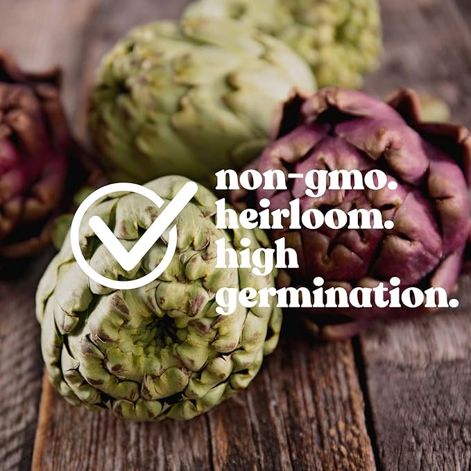 Purple Italian Globe Artichoke Seeds - 3 Gram Packet ~20 Seeds - Non-GMO, Heirloom Vegetable Garden Seeds - Cynara scolymus