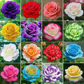 265+ Mix Rose Seeds for Planting for Planting-Non-GMO Heirloom Plant Seeds Garden Outdoor