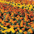 Park Seed Bonanza Mix Marigold Seeds – 2–3 Inch Blooms in Yellow, Orange & Gold-Red Bicolor, Compact 10–12 Inch French Marigolds for Containers, Edging, and Borders – Heat-Tolerant – Pack of 500