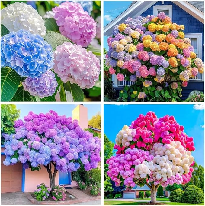 Perennial Hydrangea Seeds 55pcs - Heirloom Ornamental Flower, Big Fluffy Blooms & Cold-Hardy for Balcony Yard Borders