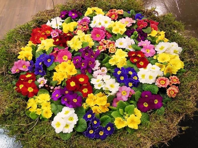 Primrose Garden Mix Seeds – Perennial Flower (Primula spp.) | Early Spring Blooms, Vibrant Color Variety for Shade Gardens