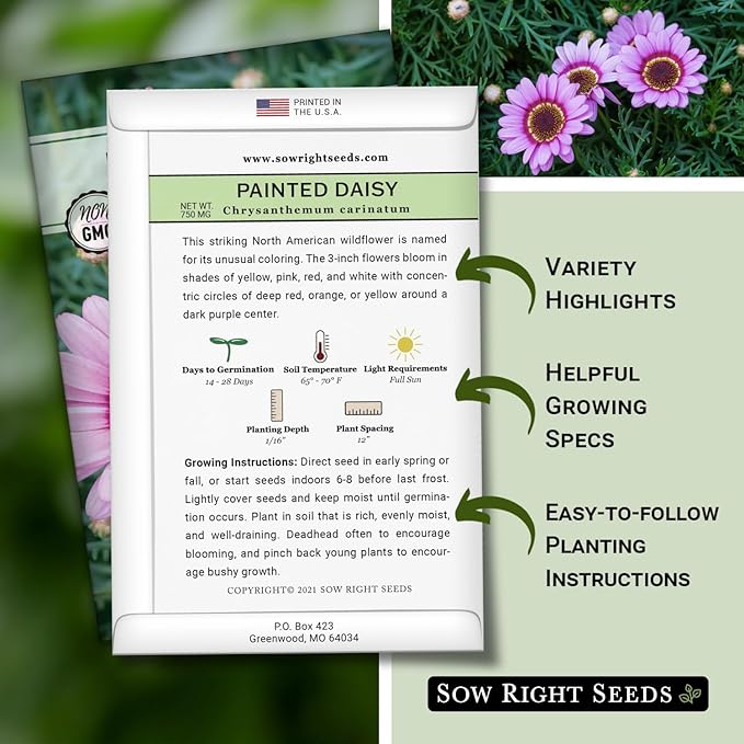 Sow Right Seeds - Painted Daisy Seeds for Planting - Non-GMO Heirloom Seeds Packet with Instructions - Wonderful Pink Blooms to Attract Pollinators - Cut and Come Again - Rare and Attractive (1)