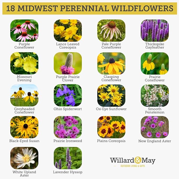 Willard & May Midwest All Perennial Wildflower Seed Mix, 25,000+ Bulk Flower Seeds, 18 Varieties, Pollinator Friendly, Full Sun, Easy Direct Sow, Bulk Flower Seeds Plant in Spring or Fall (1 Ounce)