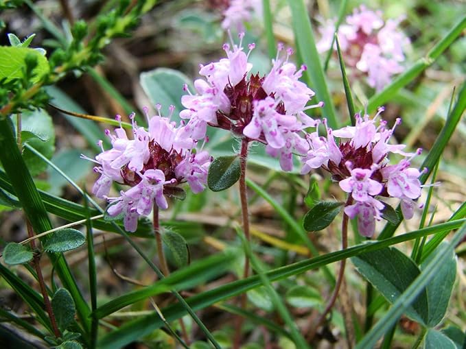 NIKA SEEDS - Seeds Herbs Thyme Garden Common Heirloom - 500 Seeds