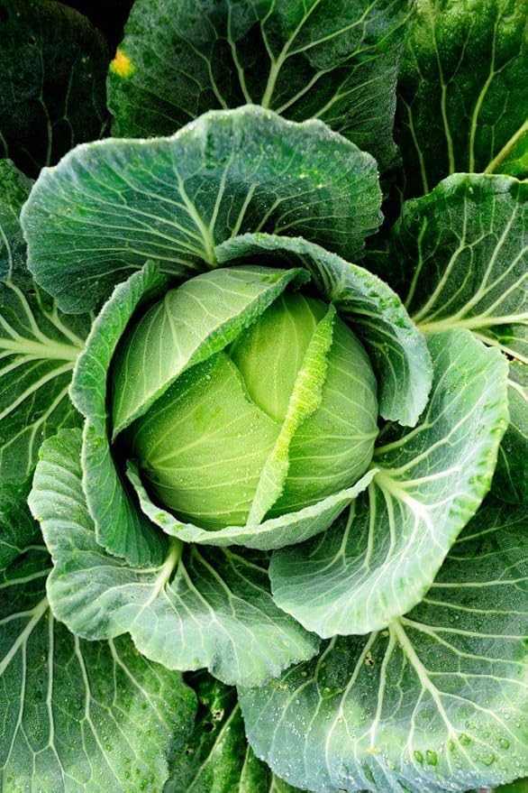Seeds Vegetable Cabbage Winter Green - 100 Seeds