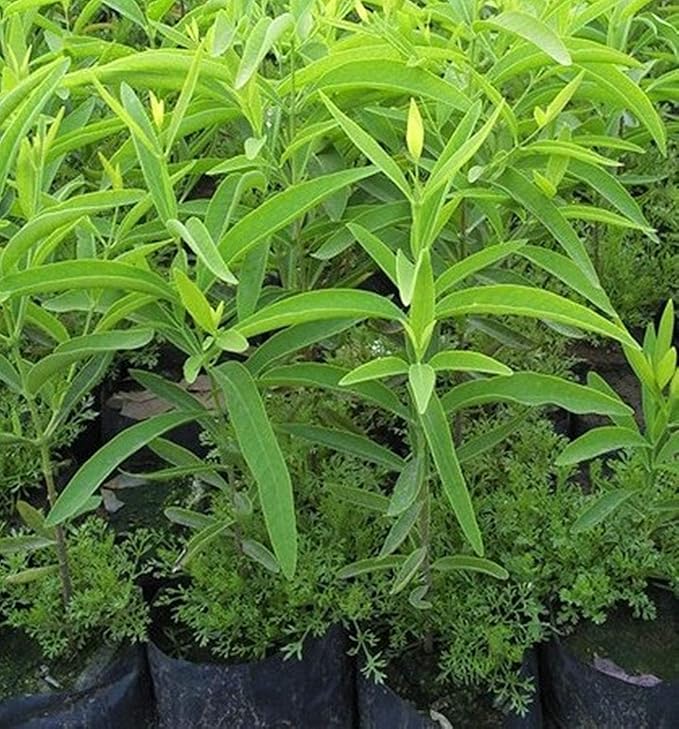 Indian Sreeghandha Seeds for Planting, Aromatic & Hardy Variety, Fast Germination, High Yield, Easy to Grow, Low Maintenance Herb for Home Garden, Pots, Backyard & All Climate Zones