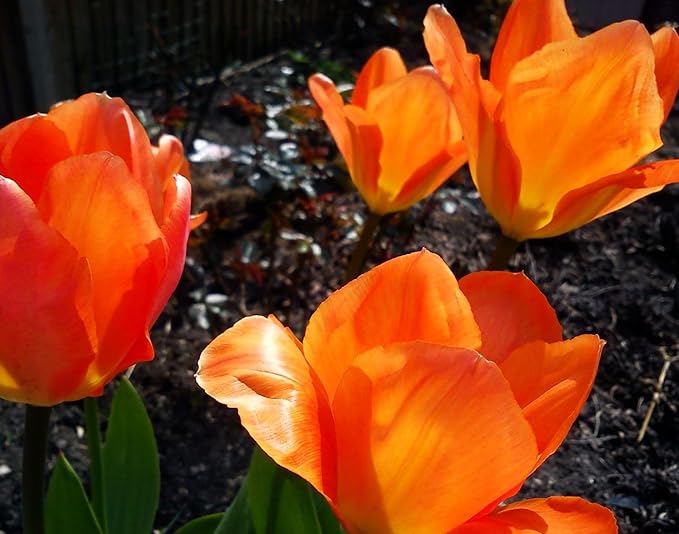 Tulipa Fringed Mixture Tulip Bulbs Size 11/12 for Planting - Plant in Fall, Winter or Early Spring (Apricot Emperor, 15, Count)