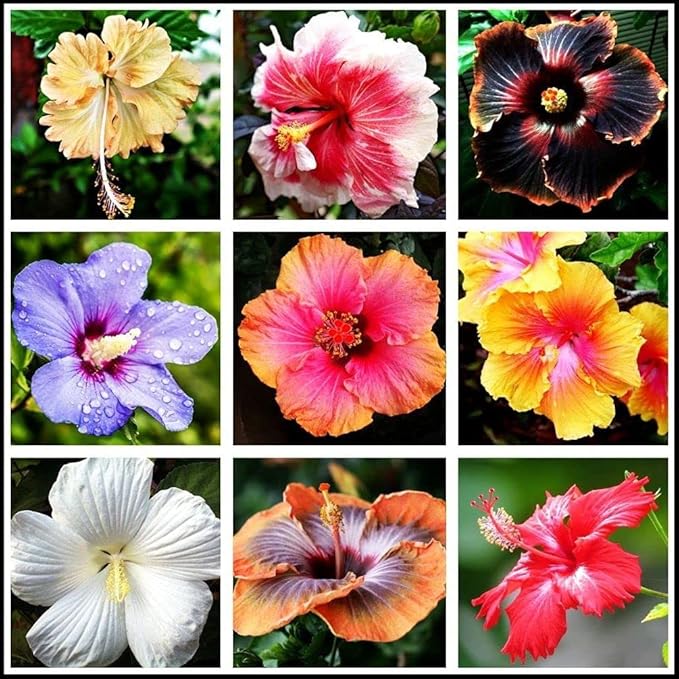 Flower Seeds 100 + Seeds Double Color Hibiscus Seeds Hardy Flower Easy Grow Seed