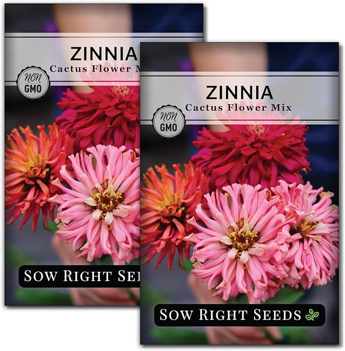 Sow Right Seeds - Zinnia Cactus Flower Seeds for Planting - Beautiful Flowers to Plant in Your Garden - Non-GMO Heirloom Seeds - Red and Pink Variety - Attract Pollinators - Beautiful Cut Flower (2)
