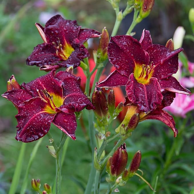 Strutter’s Ball Daylily Flower Bulbs – Deep Red-Purple Ruffled Blooms with Yellow Throat – Hardy, Pollinator-Friendly Perennial for Full Sun (Zones 3–9) Fall Planting Spring Blooming