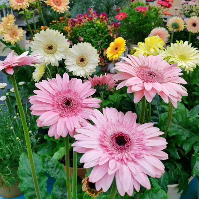 Mixrug Gerbera Daisy Seeds for Planting, 500+pcs Perennial Rare Gerbera Daisy Flower Seeds Plants, Non-GMO Heirloom Landscape Hardy Home Garden Blooms Flowers for Outdoors