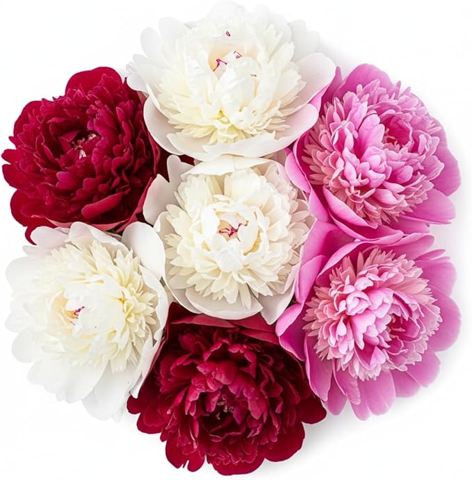 Peony Seeds, 50+ Cotton Candy Peony Mix Seed for Planting, Flower Seeds for Planting