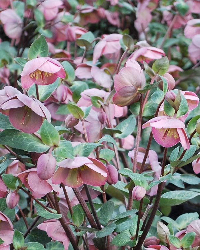 Perennial Farm Helleborus Frostkiss® Penny's Pink No. 1