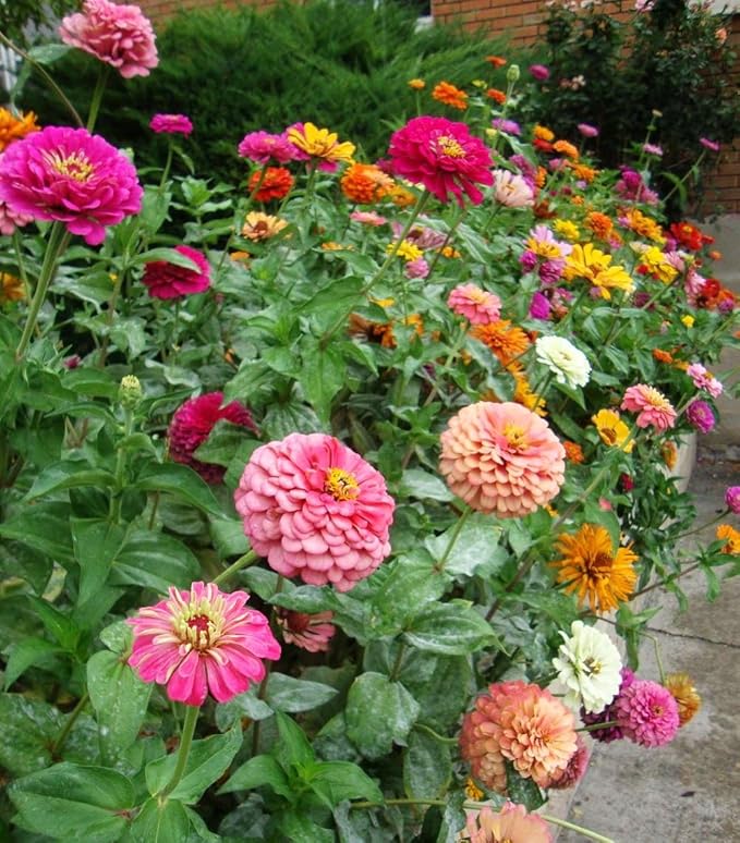 5g pcs Mixed Color Zinnia Seeds for Planting - Heirloom Non-GMO Flower Seeds, Vibrant Flowers for Small Gardens & Balconies Open Pollinated