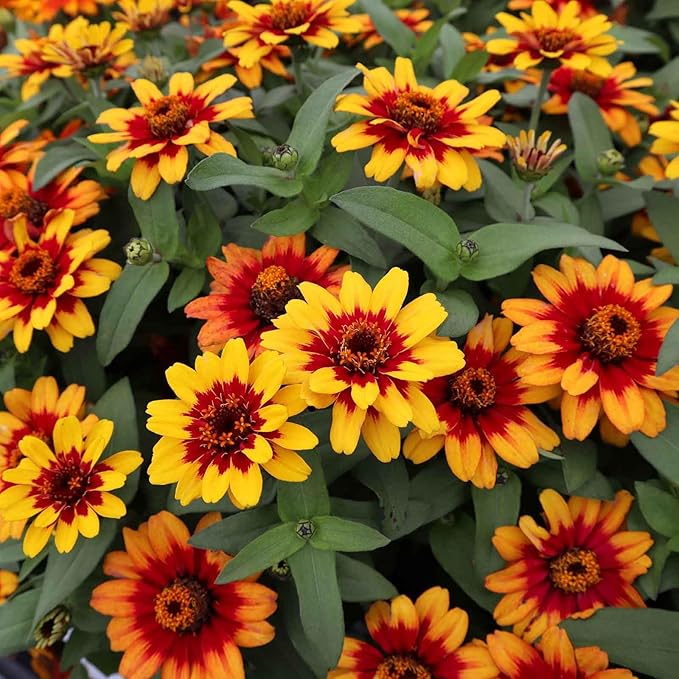 Eden Brothers Zinnia Seeds - Profusion Red-Yellow Bicolor, Non-GMO Seeds for Planting, Packet | Low-Maintenance Flower Seeds, Plant During Spring, Zones 2, 3, 4, 5, 6, 7, 8, 9, 10, 11