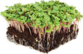 China Rose Radish Sprouting Seeds: 1 Oz - Organic, Non-GMO Radish Seeds for Microgreens, Vegetable Garden