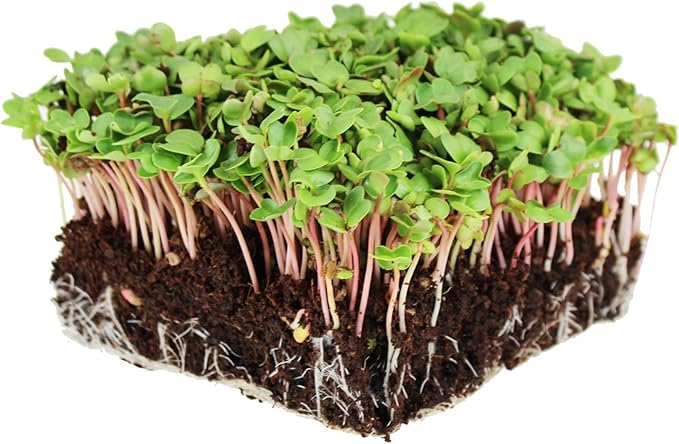 China Rose Radish Sprouting Seeds: 4 Oz - Bulk, Non-GMO Radish Seeds for Micro Greens, Vegetable Garden