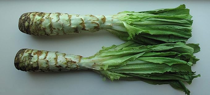 Seeds Vegetable Asparagus Lettuce Leaf Heirloom for Salads - 1000 Seeds