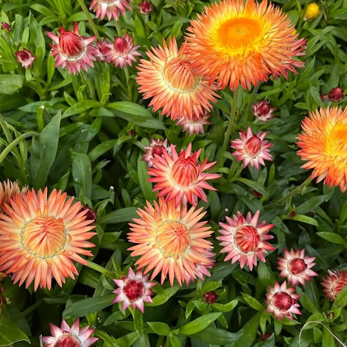 1000+ Strawflower Seeds for Planting, Annual Mixed Color Xerochrysum Seeds, Non-GMO Strawflower Flower Seeds for Home Garden Outdoor