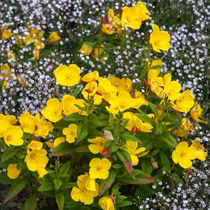 100 X Yellow Evening Primrose Seeds for Planting Outdoor Grow Flowers in Pots Basket Gardens Multicolor Flowers Seeds