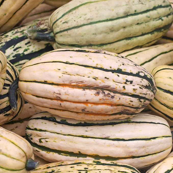 Delicata Winter Squash Garden Seeds - 2 g Packet - Non-GMO, Heirloom - Vegetable Gardening Seed