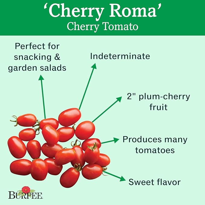 Burpee 'Cherry Roma' | Red Paste Tomato | Sweet Flavor | 30 Seeds