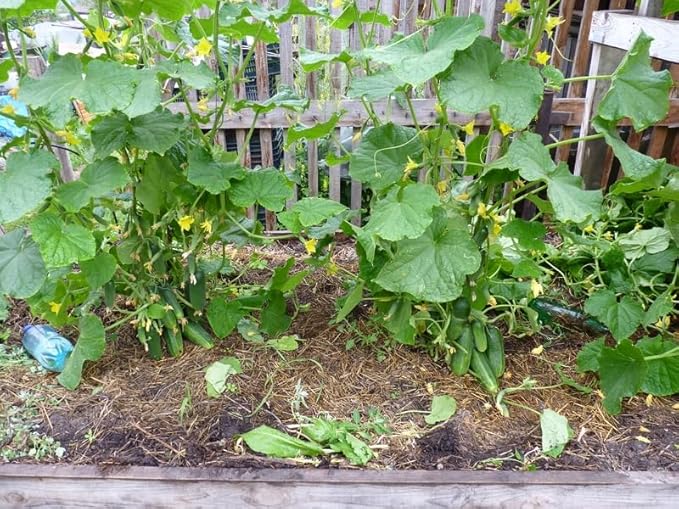 40+ Seeds Cucumber Bush Gift - Vegetable Open-Pollinated