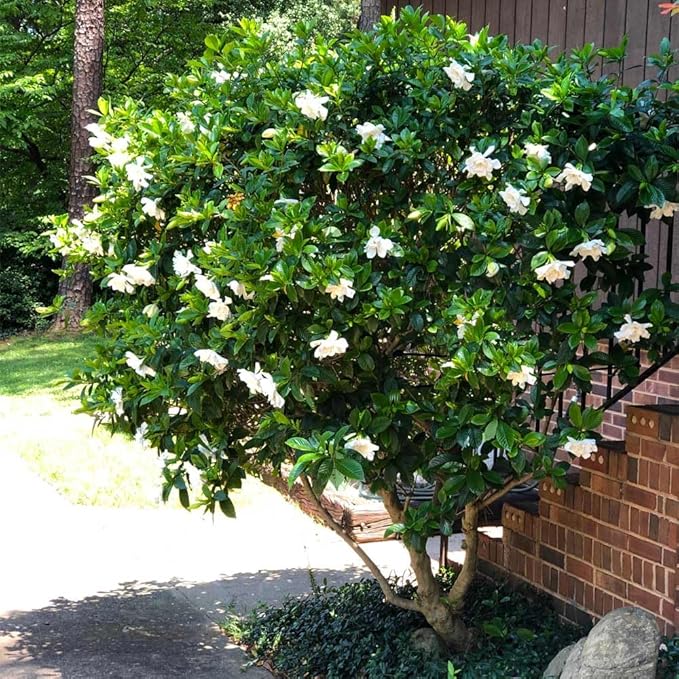 Gardenia Mystery - Gardenia Jasminoides. Hardy Evergreen Shrub with Large, Sweetly Fragrant White Flowers, Ideal for Landscaping and Container Gardening (2 Gardenia Mystery Plants in Cup)