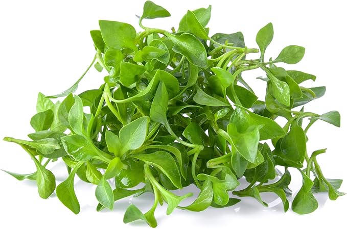 Watercress Garden Seeds - 0.25 Oz - Non-GMO, Heirloom, Vegetable Gardening Cress & Microgreens Seeds