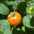 Tomato Garden Seeds - Chadwick Cherry - 250 Mg Packet ~90 Seeds - Non-GMO, Heirloom Vegetable Gardening Seed