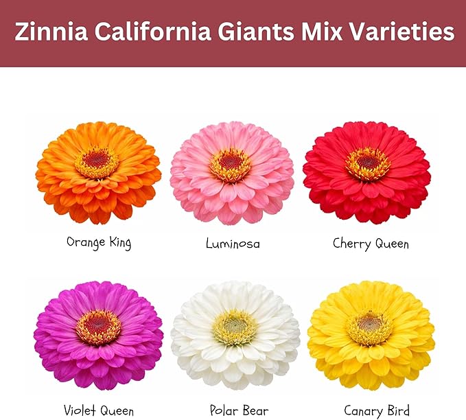 California Giants Zinnia Mix – 4,000+ Seeds – 1 oz Bulk Extra Large Resealable Packet – Premium Heirloom Zinnia elegans Seeds with Giant Blooms in Vibrant Colors
