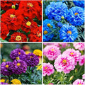 1000+ Perennial Marigold Flower Seed for Planting Outdoor-Sparky Mix French Marigold Tagetes Patula Heirloom Non-GMO Attracts Bees Butterflies Fragrant-Perfect for Borders, Beds,Container Gardens
