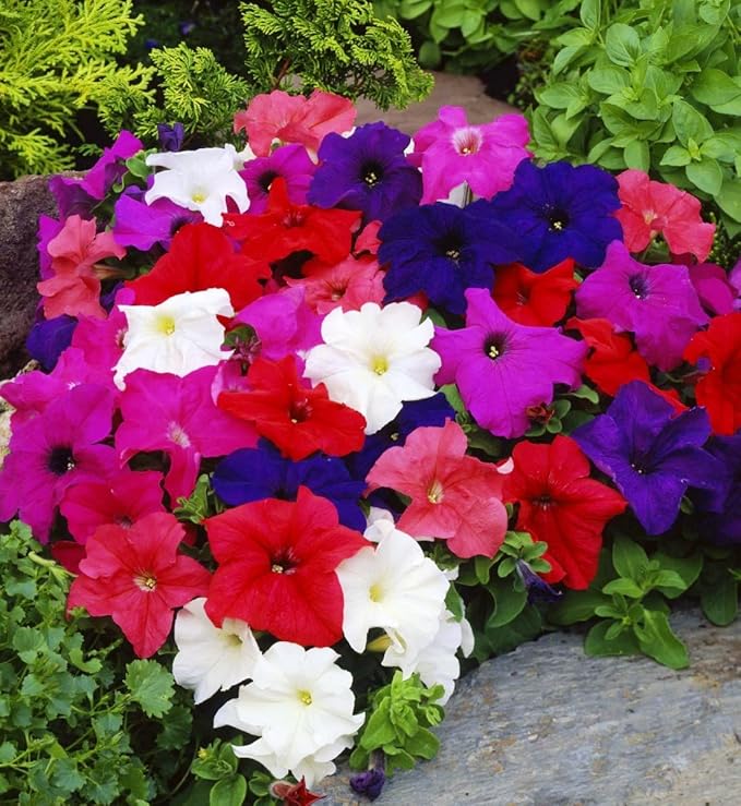 KIRA SEEDS - Seeds Petunia Triumph Rainbow Mix - Annual Flowers for Planting - GMO Free