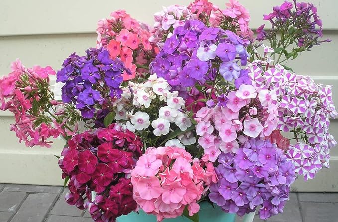 Phlox Drummondii Mix Seeds – Annual Flower (Phlox drummondii) | Heirloom, Non-GMO, Colorful Garden Bedding Flower