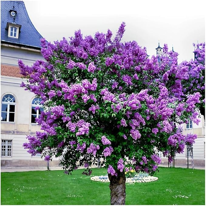 25pcs California Lilac Tree Seeds Mix Flowers Fragrant Hardy Perennial