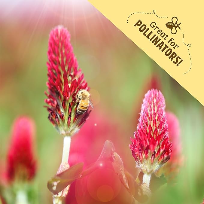 Back to The Roots 100% Organic Crimson Clover Cover Crop Seeds, Covers ~1000 sq. ft.