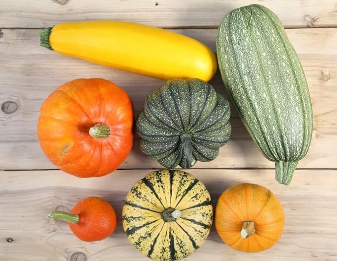 Seeds Colorful Edible Pumpkin Mix 7 Sweet Varieties 20+ Seeds Non-GMO Annual Plant