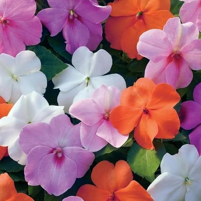 100+ Periwinkle Vinca Seeds Garden Flowers & Ground Cover Plants Dwarf Flower Perennial Flower
